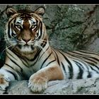 Tigre......