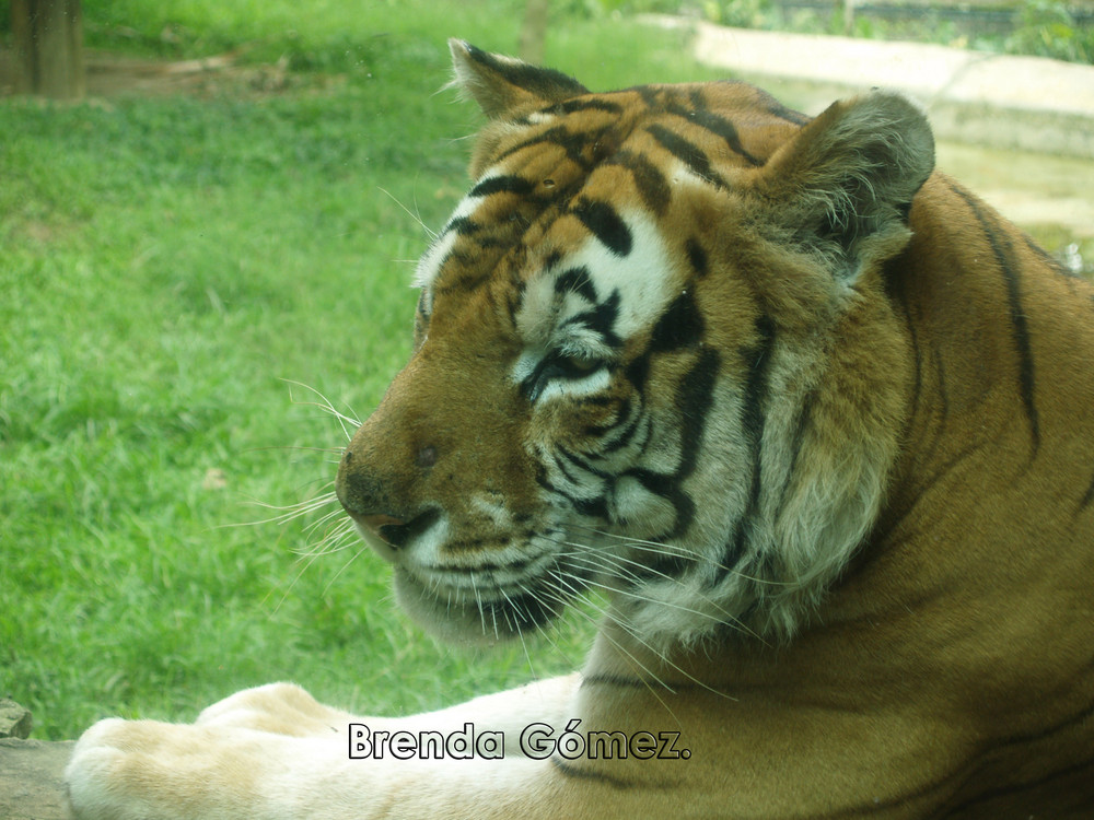 Tigre