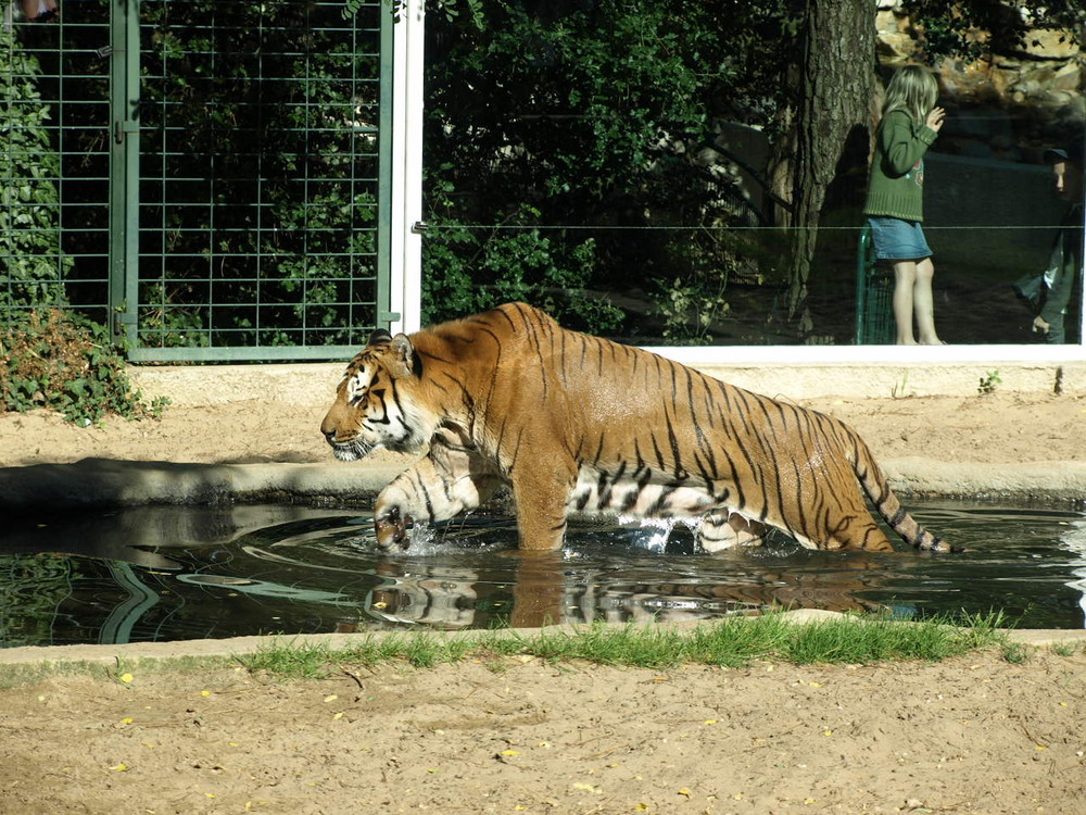 tigre