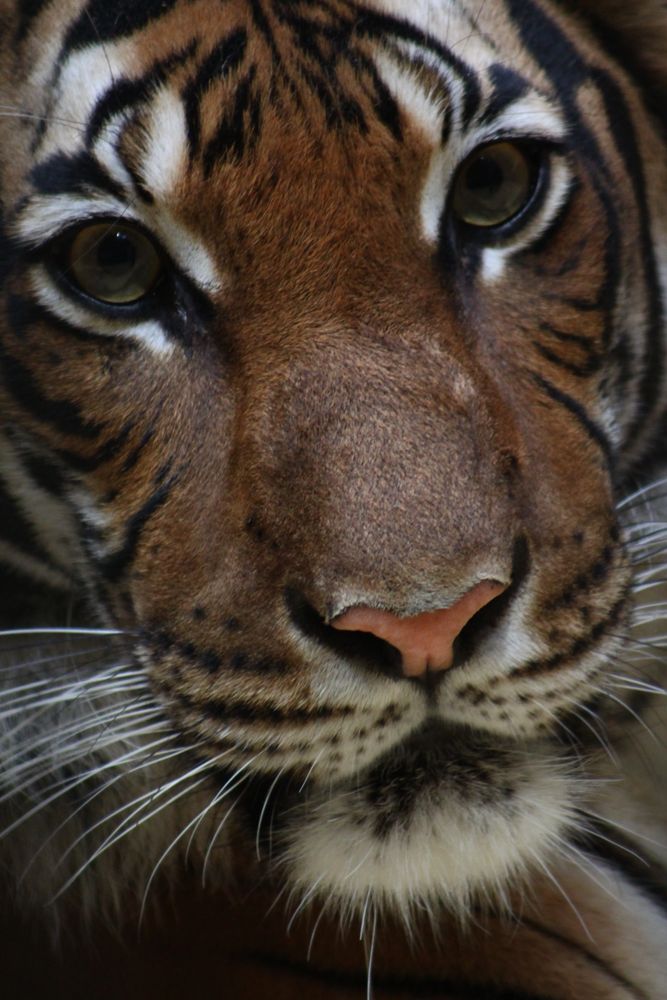 Tigre de Richard Javier Portillo Escalante 