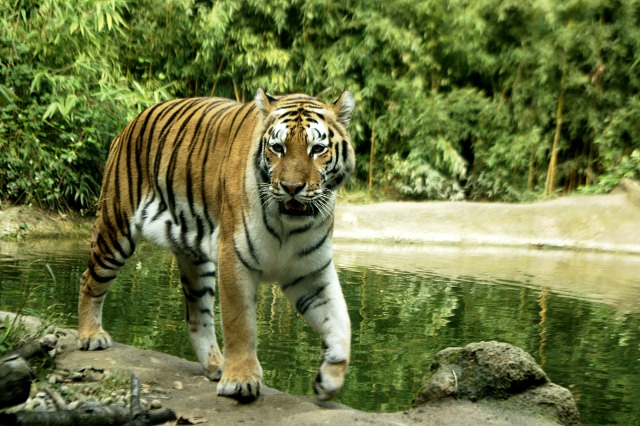 Tigre