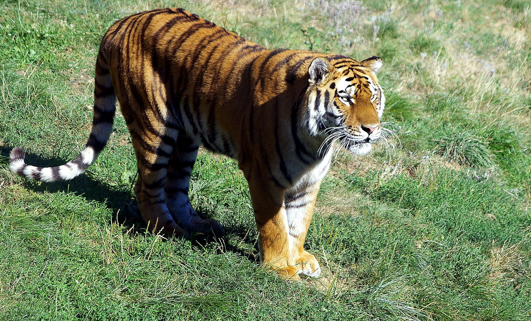 Tigre