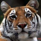 Tigre