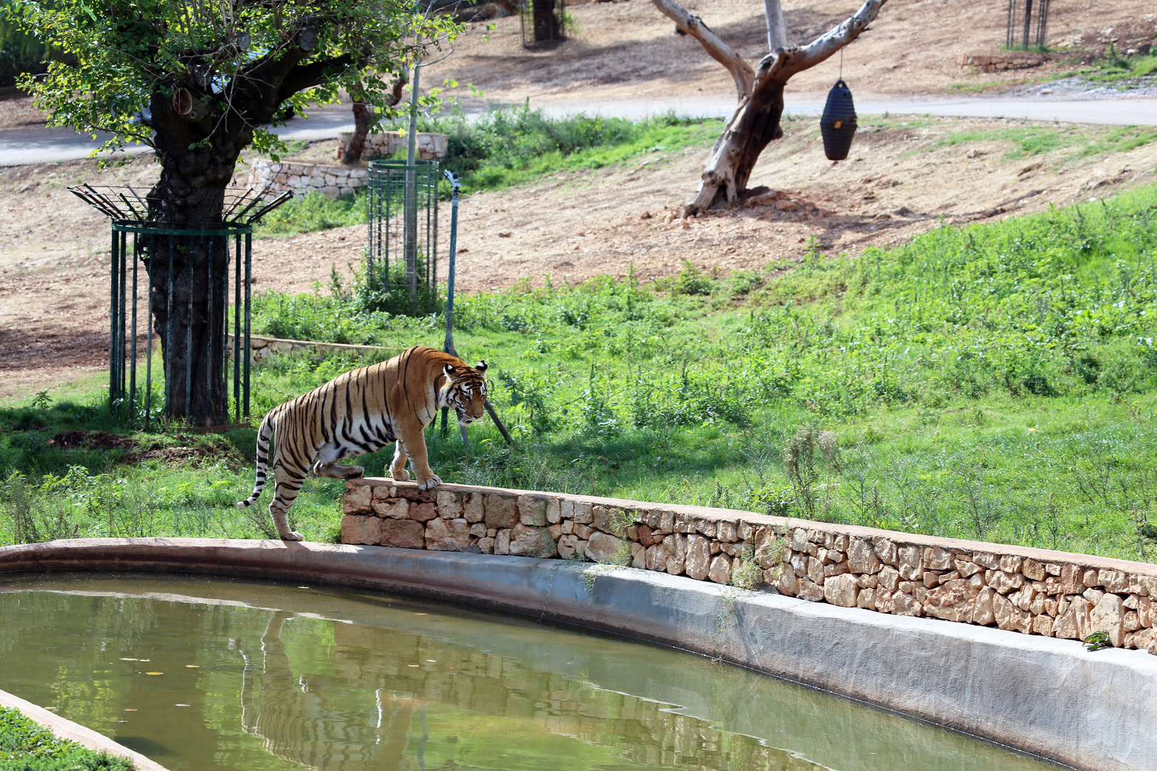 tigre a passeggio