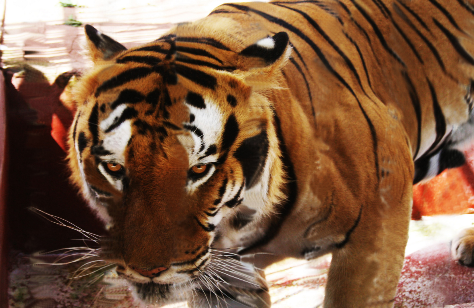 Tigre allo zoo