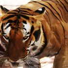 Tigre allo zoo