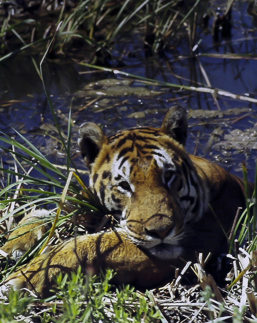 Tigre analógico