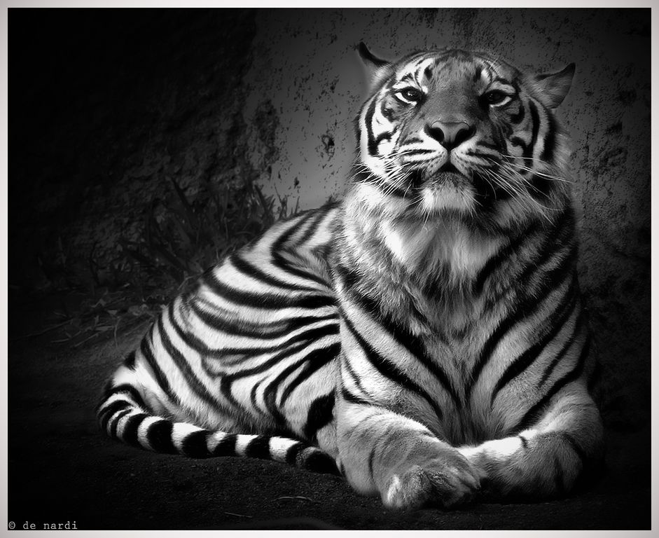 tigre au zoo badamadena (espagne)