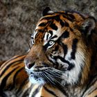 TIGRE