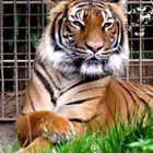 Tigre