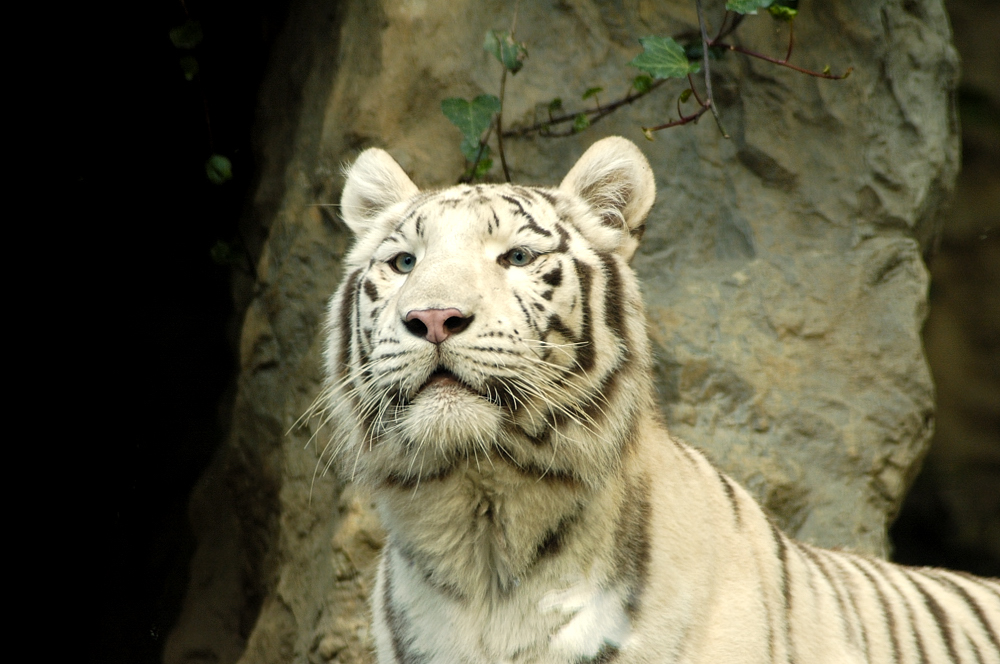 tigre bianca,white tiger