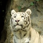 tigre bianca,white tiger