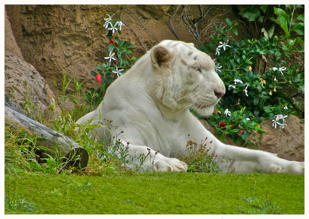 Tigre Blanc