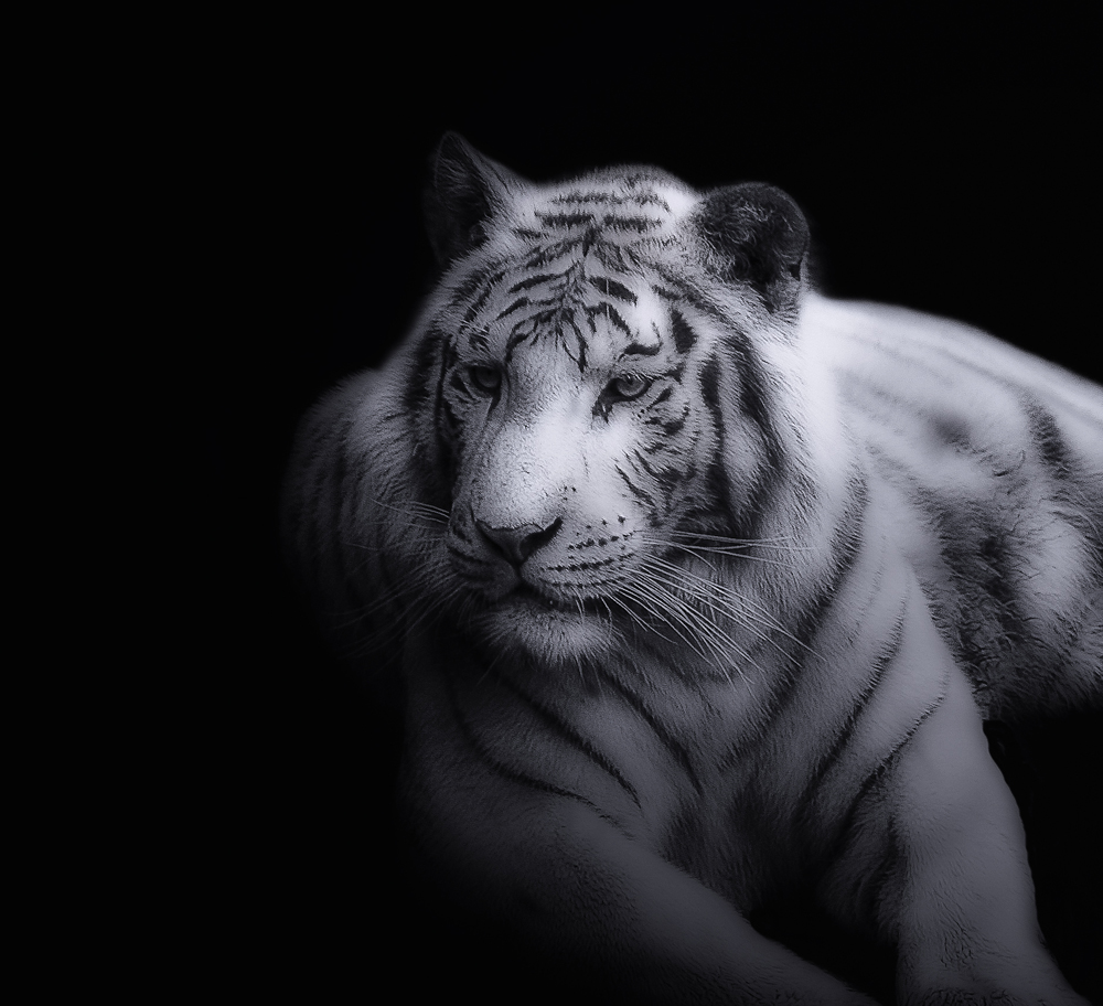 Tigre blanc.