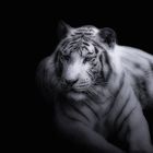 Tigre blanc.