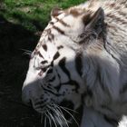 Tigre blanc 2