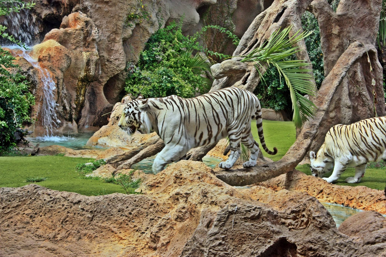 Tigre blanc