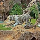 Tigre blanc