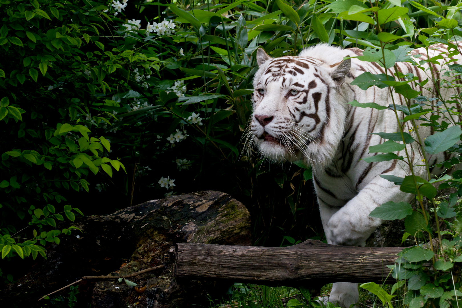 tigre blanc