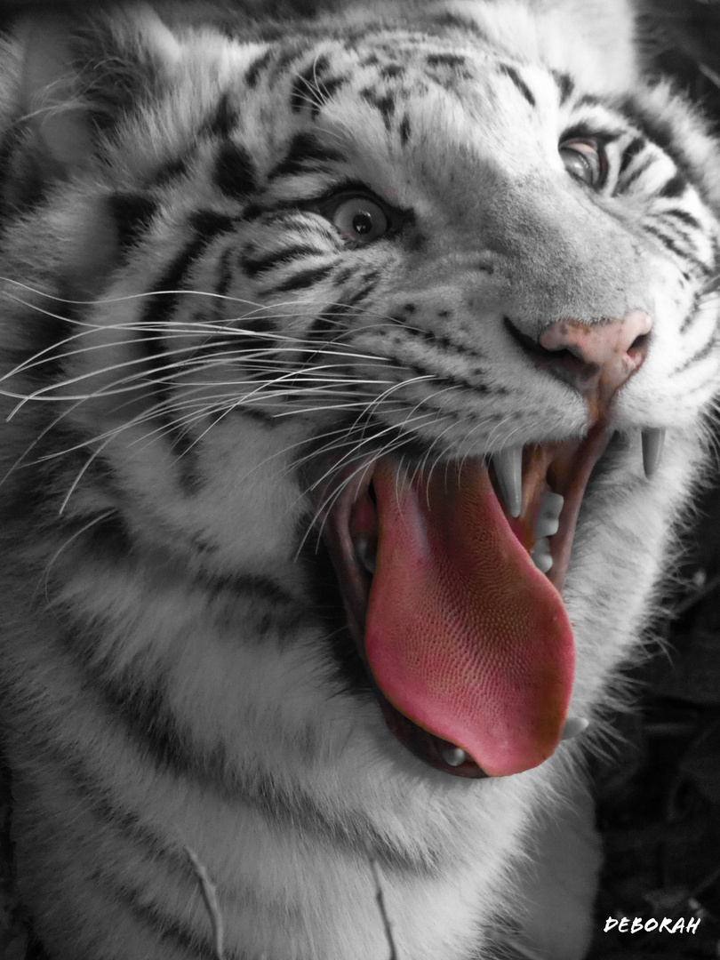 Tigre blanc 