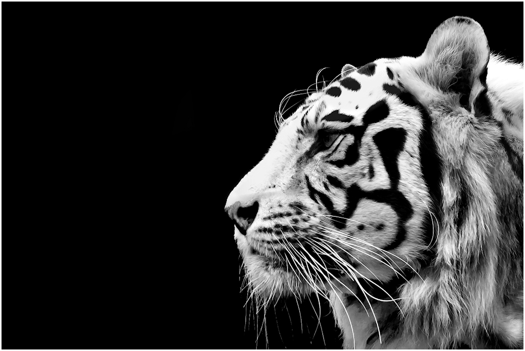 tigre blanc