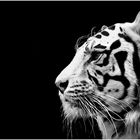 tigre blanc