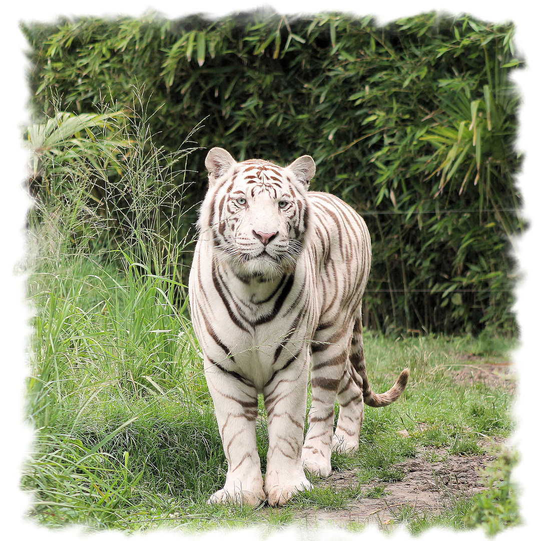 tigre blanc