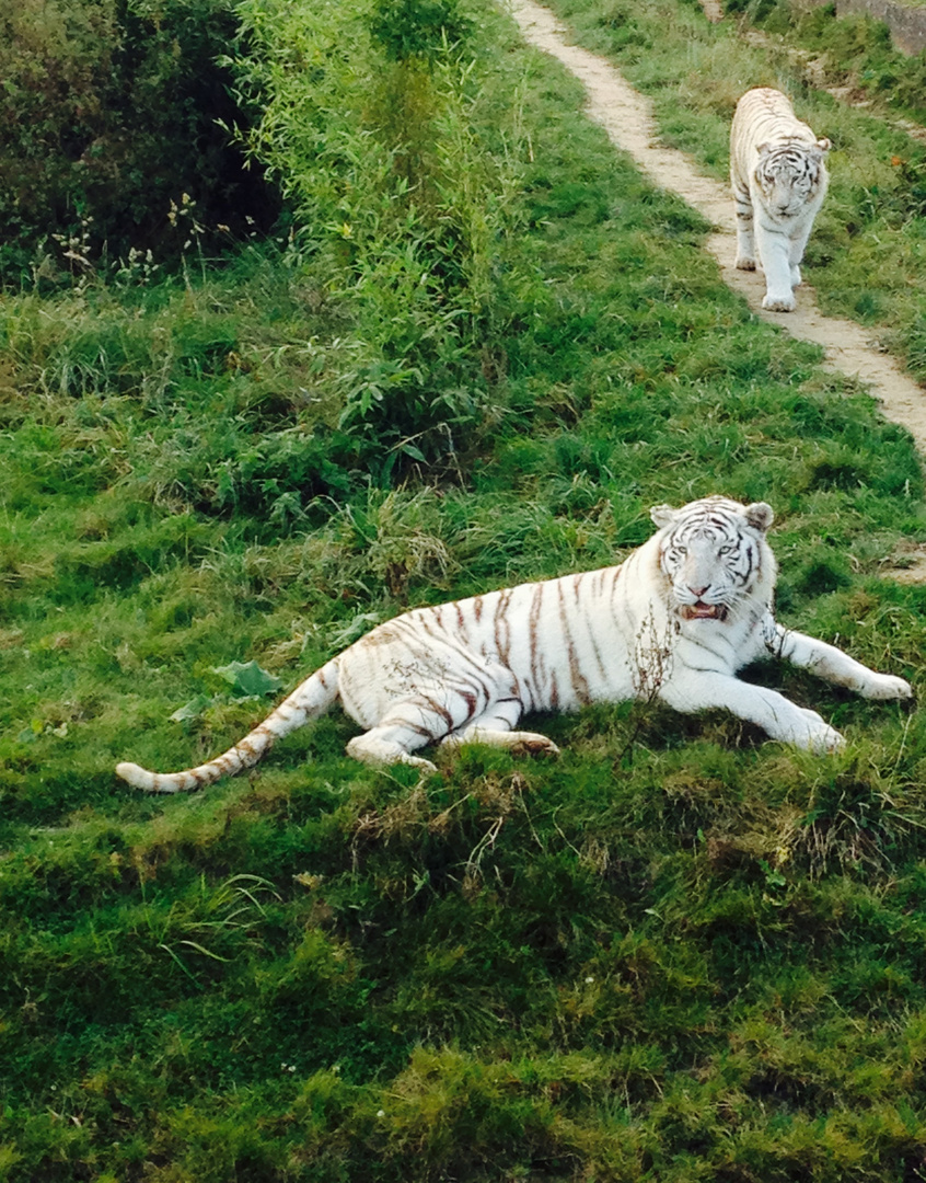 Tigre blanc