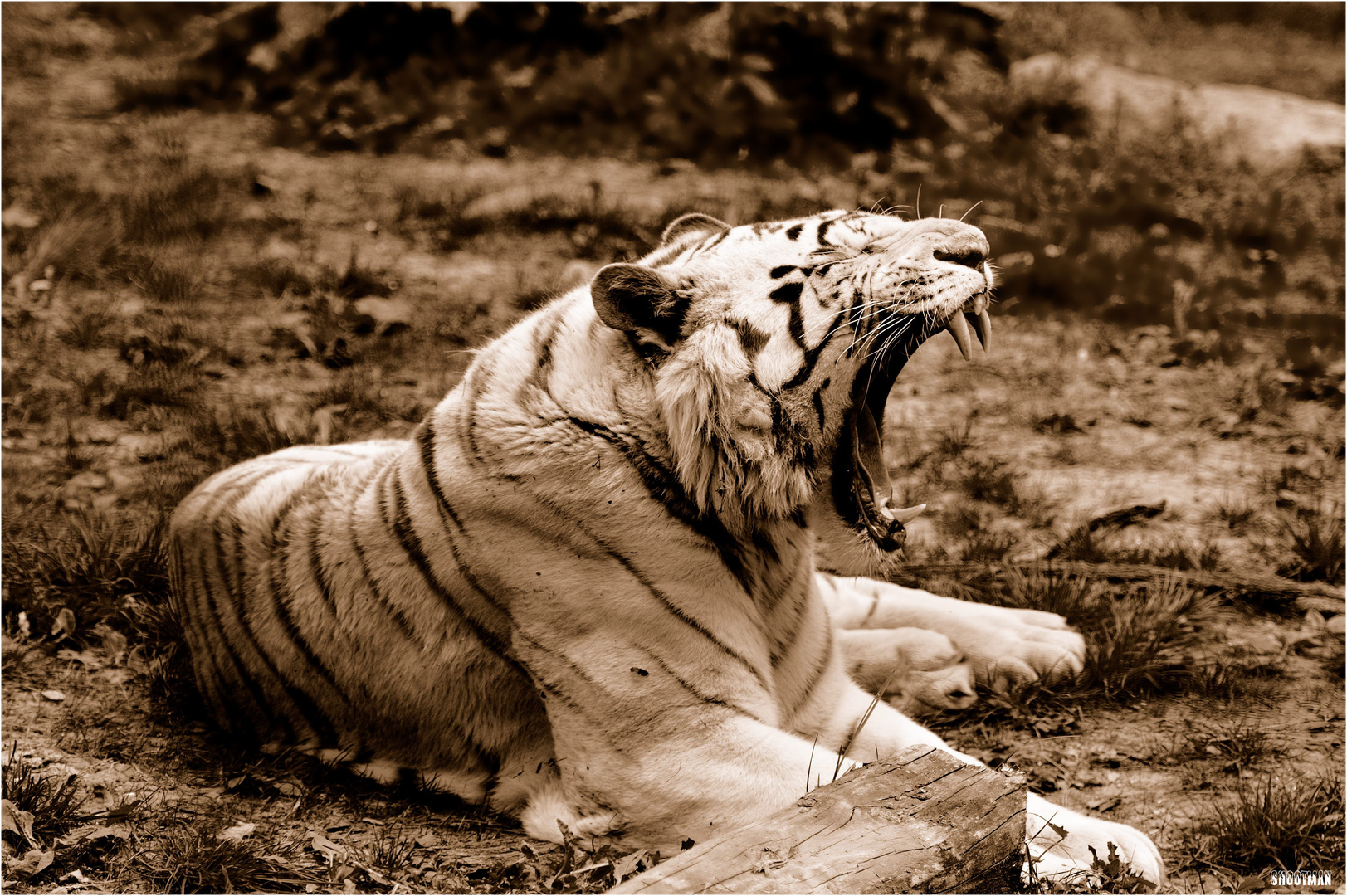 Tigre blanc...