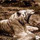 Tigre blanc...