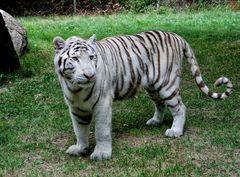 Tigre blanc