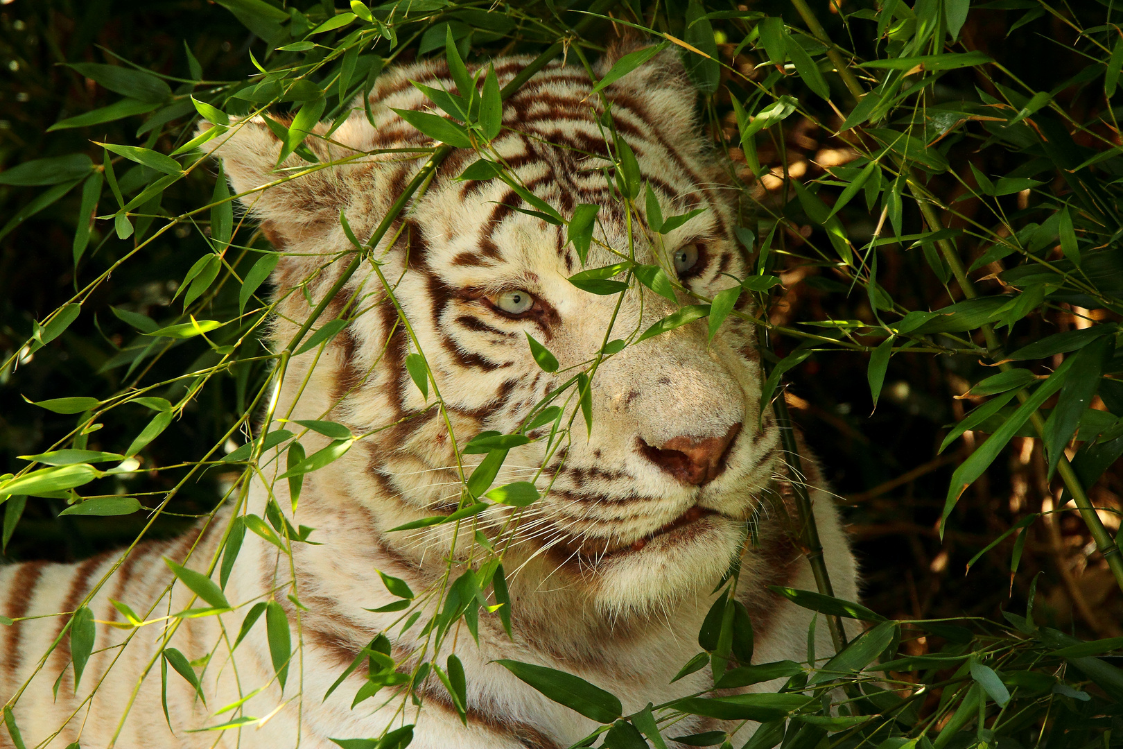 Tigre Blanc