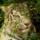 Tigre Blanc