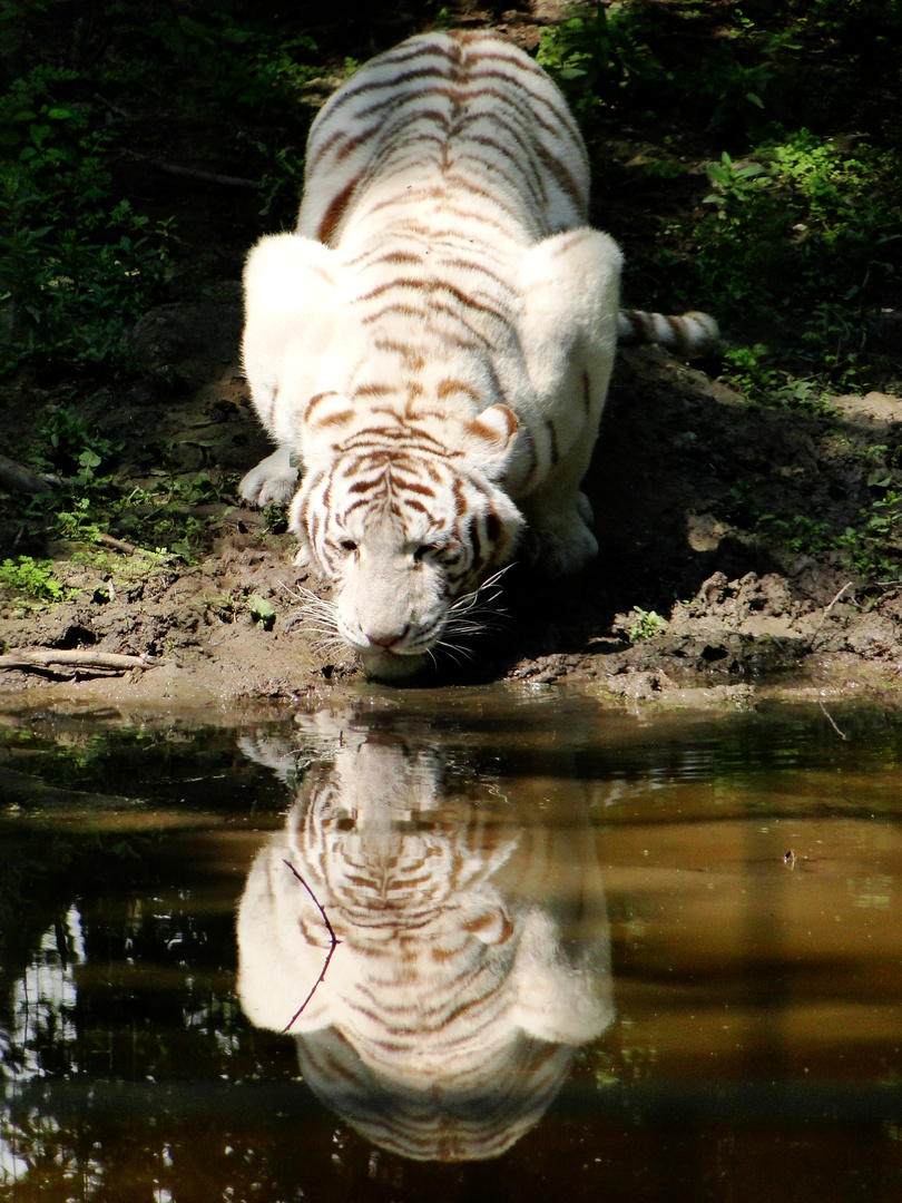 Tigre blanc