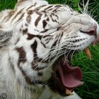 Tigre Blanc