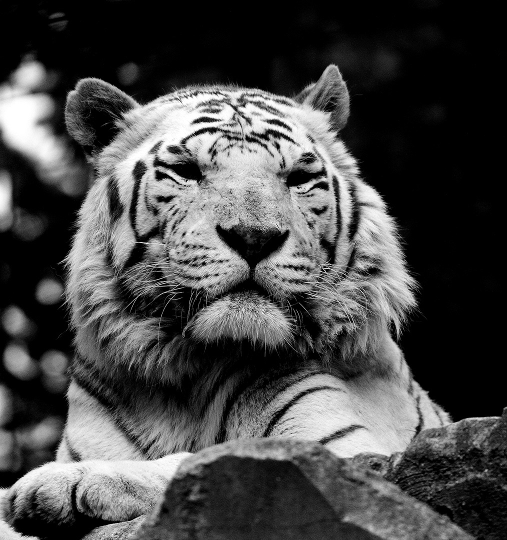 Tigre Blanc  