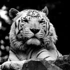 Tigre Blanc  