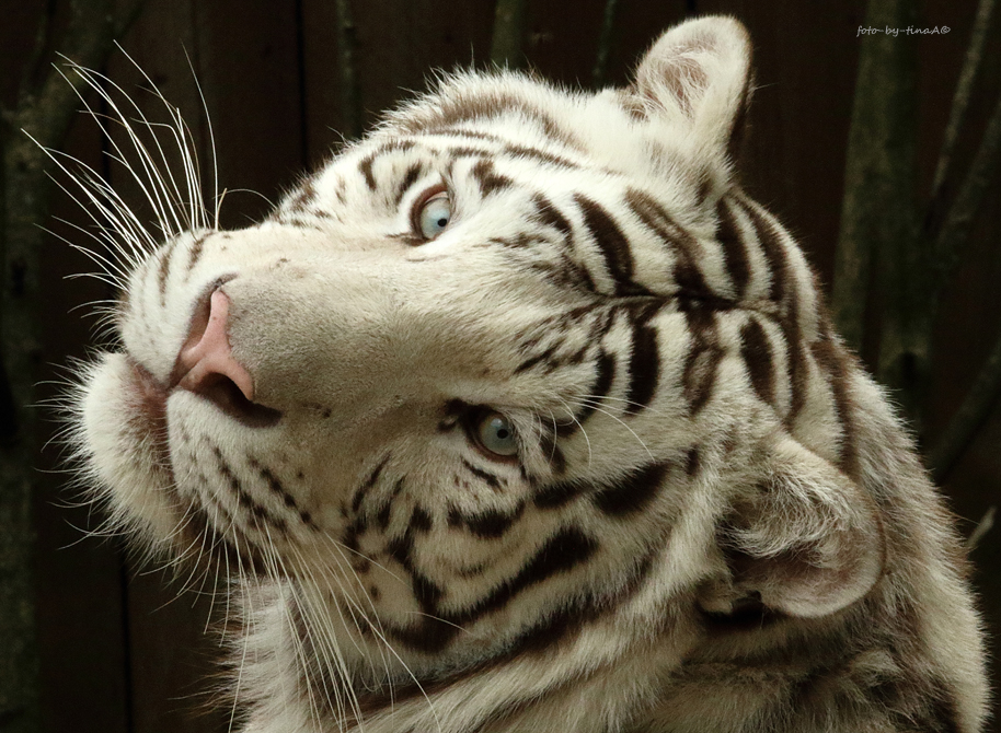 Tigre Blanc Foto Bild Tiere Zoo Wildpark Falknerei Saugetiere Bilder Auf Fotocommunity