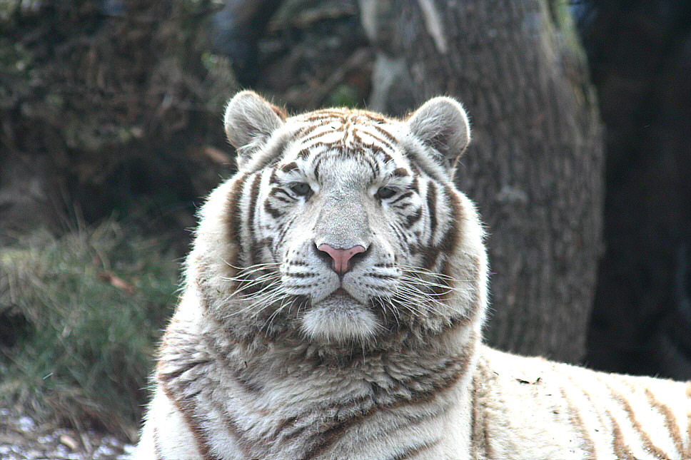 tigre blanca