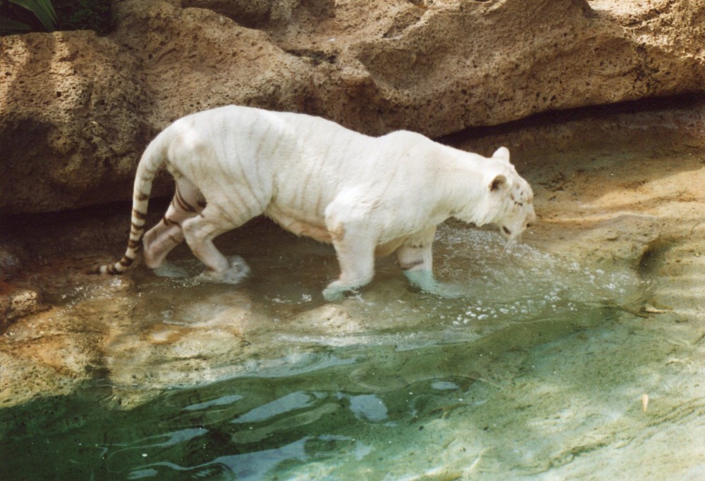 tigre blanco