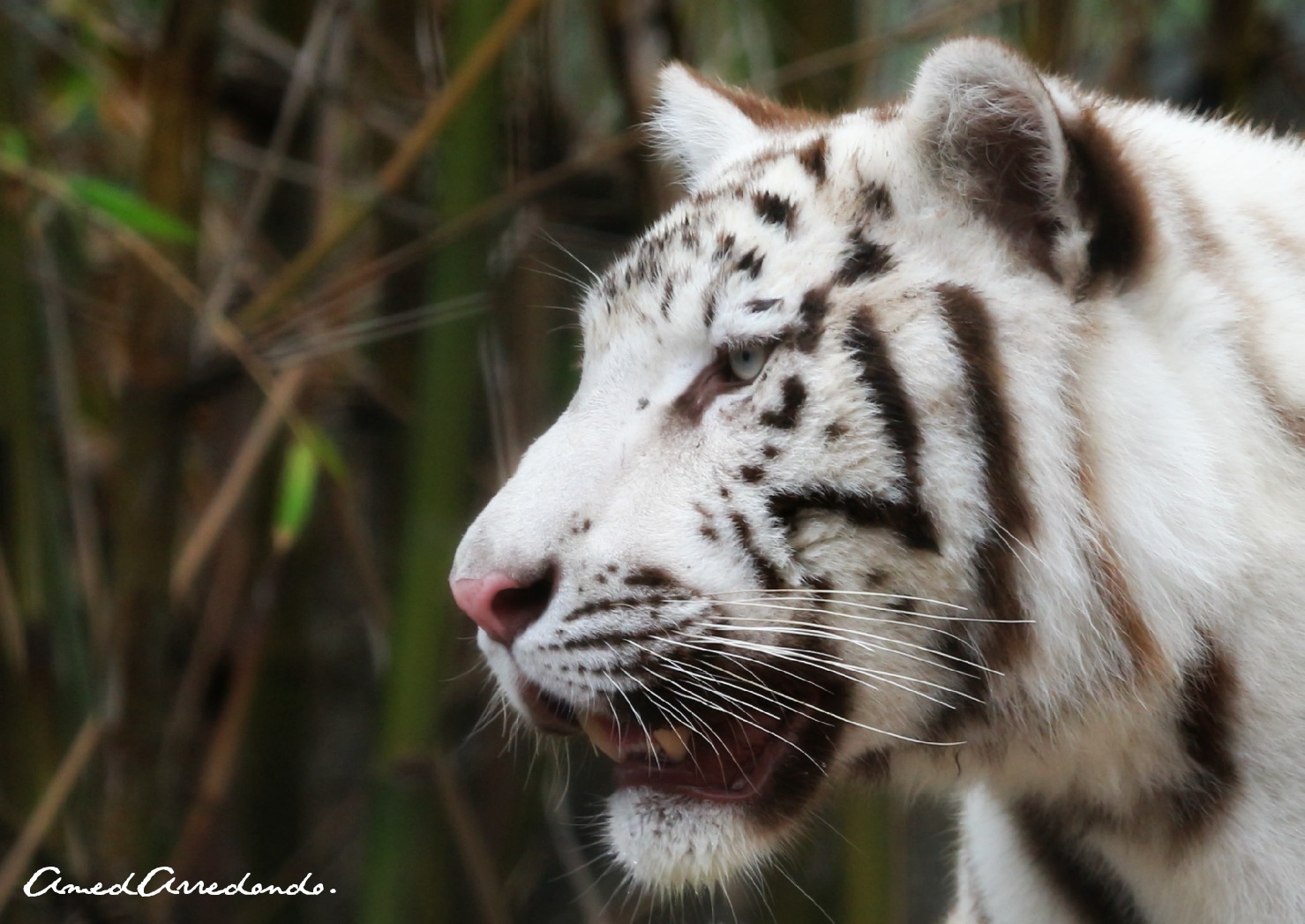 Tigre blanco