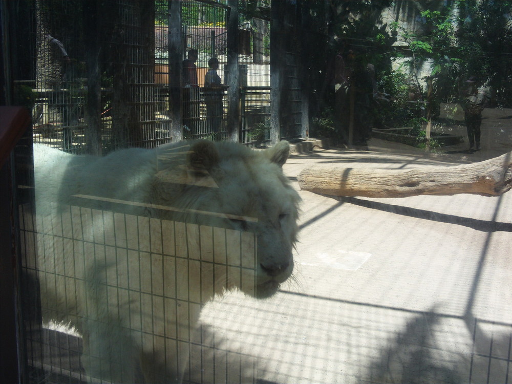 tigre blanco