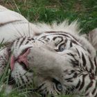 Tigre blanco (Panthera tigris)