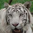 Tigre blanco (Panthera tigris)2