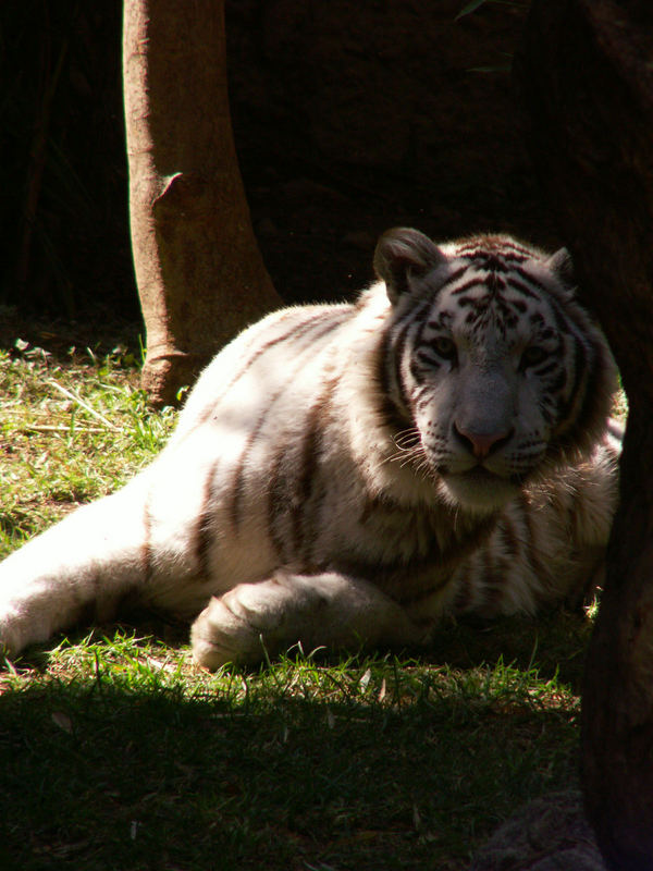 tigre blanco ZOO