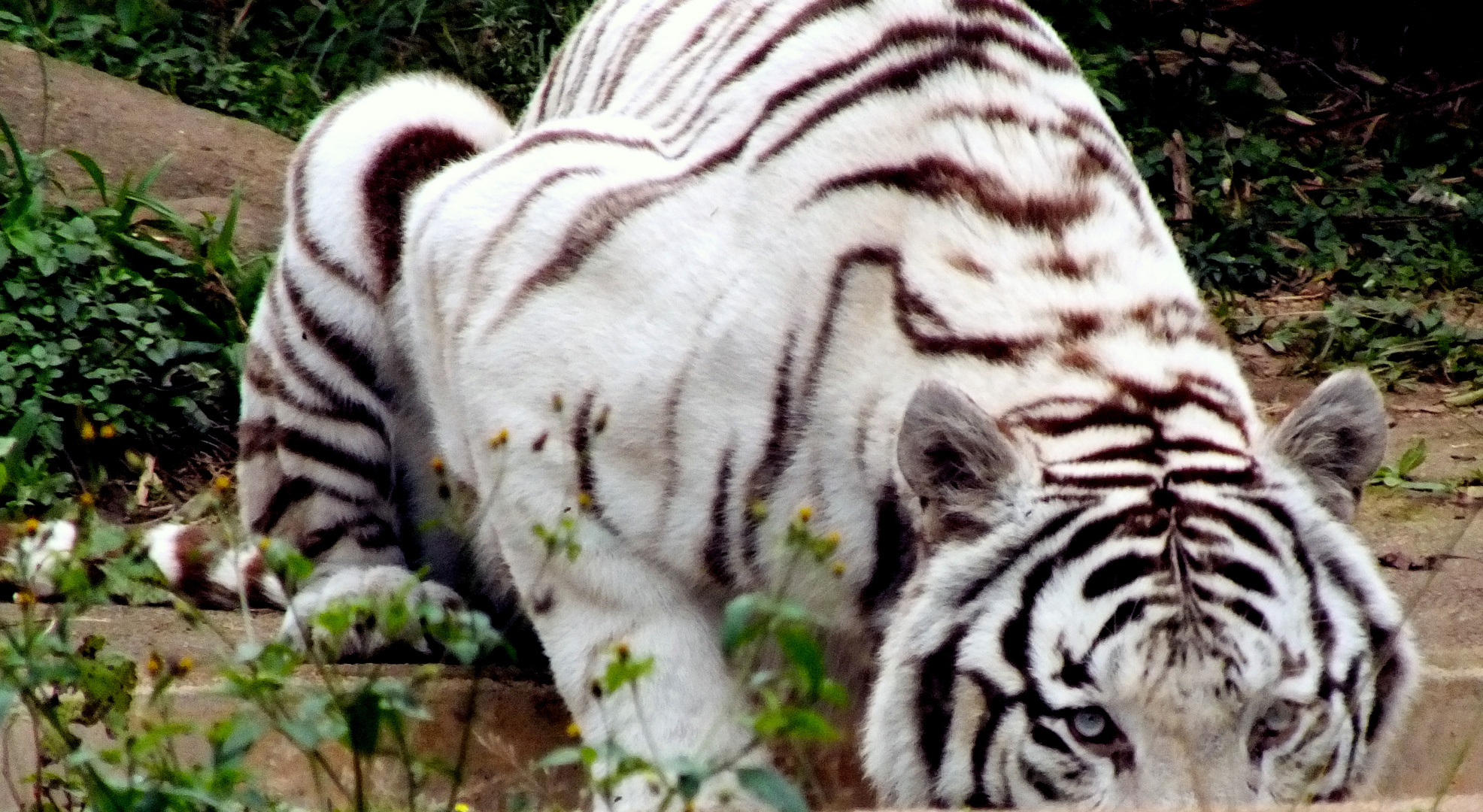 TIGRE BRANCO