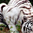 TIGRE BRANCO