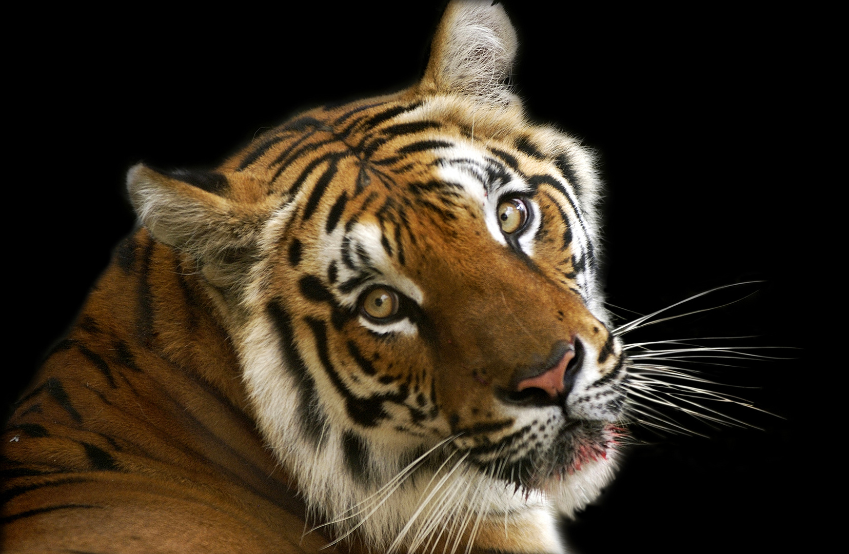 Tigre