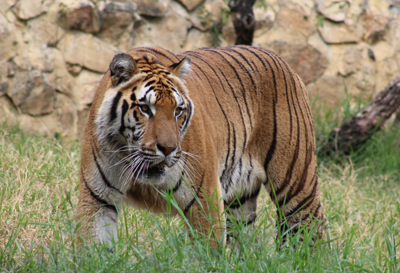 Tigre