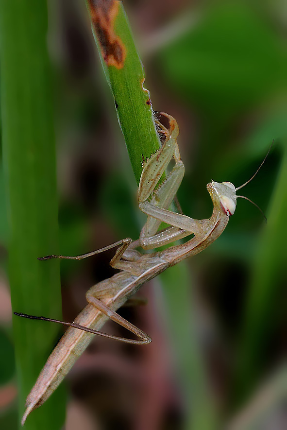 ...Tigre de l'herbe...;-)